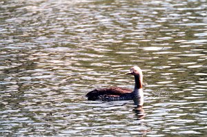 Loon, Red-throated, Dempster HWY, YT  06-1996 B06P90I02